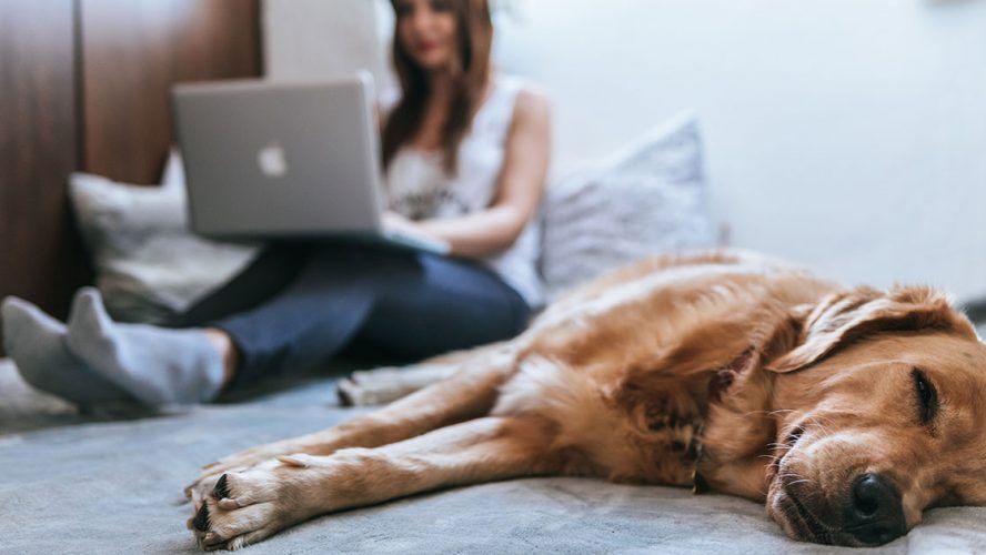 Pets in the Post-Pandemic World - Vetster