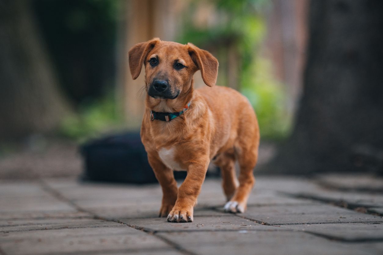 Treatment of ataxia in dogs - A picture of a mixed breed dog walking towards the camera