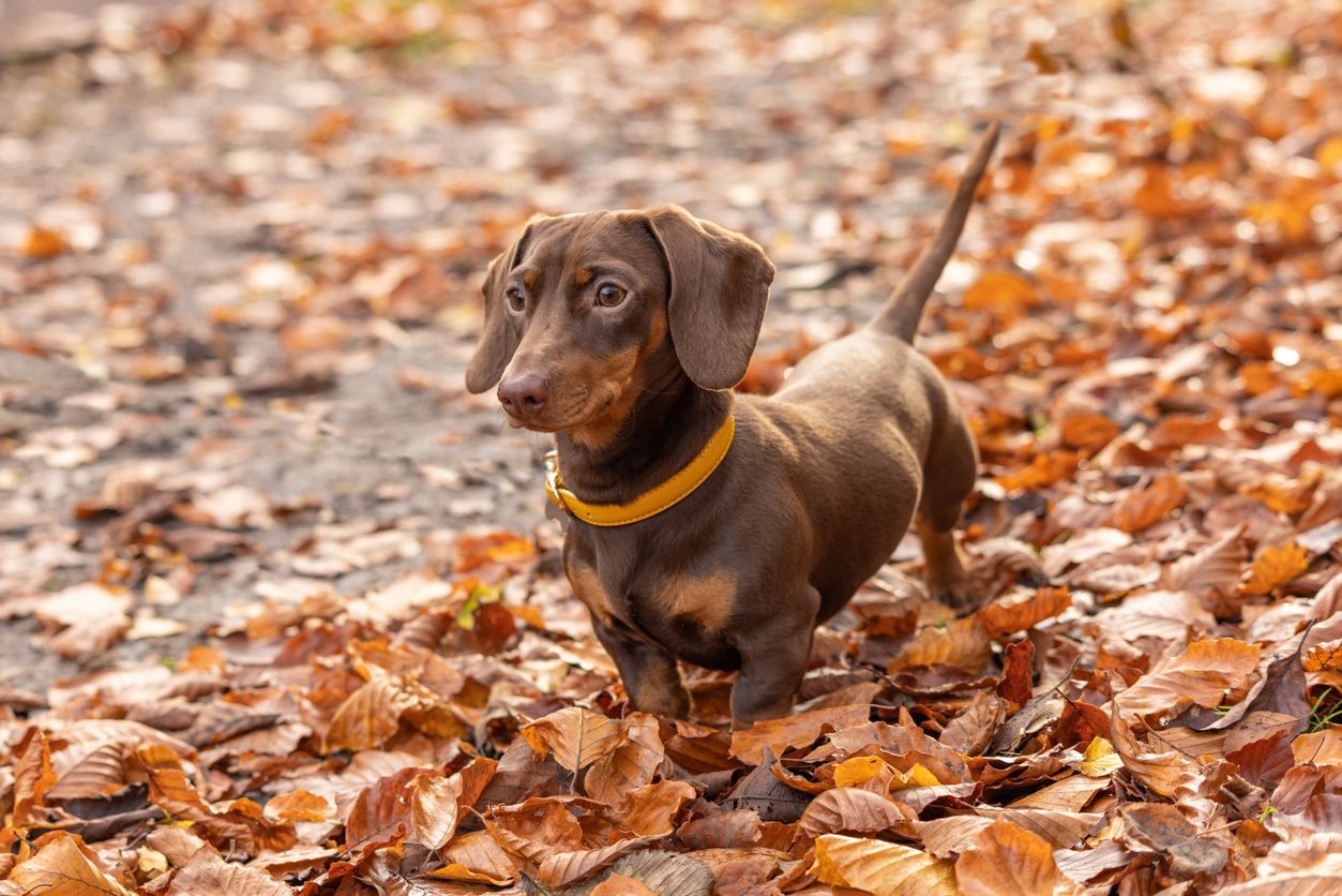 How to treat ringworm in dogs - Wiener dog outside standing in a field of leaves