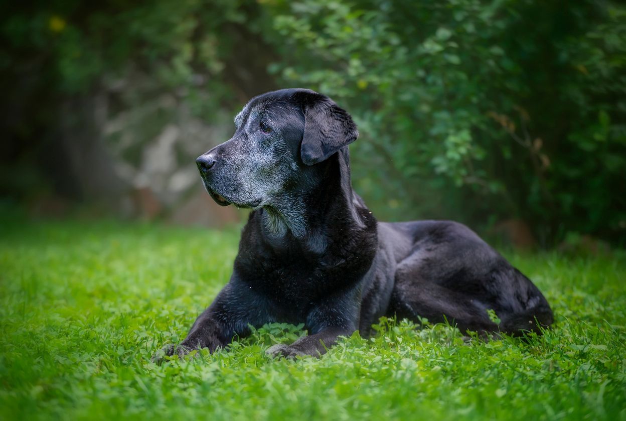 How to detect, prevent, and manage dementia in dogs - Black senior labrador retriever in a field