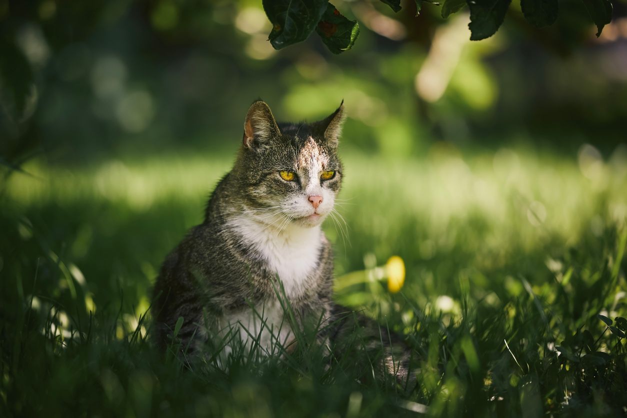 How heart murmurs in cats are treated - Outdoor portrait old cat in backyard.