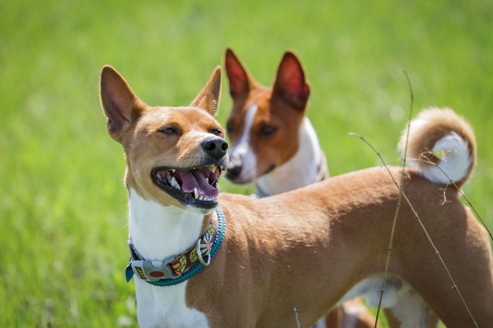 Signs and management of cognitive dysfunction in dogs - Two basenjis outside in a grassy background. One is behind the other, looking away. The basenji in the foreground is looking to the other side with an open-mouthed expression.