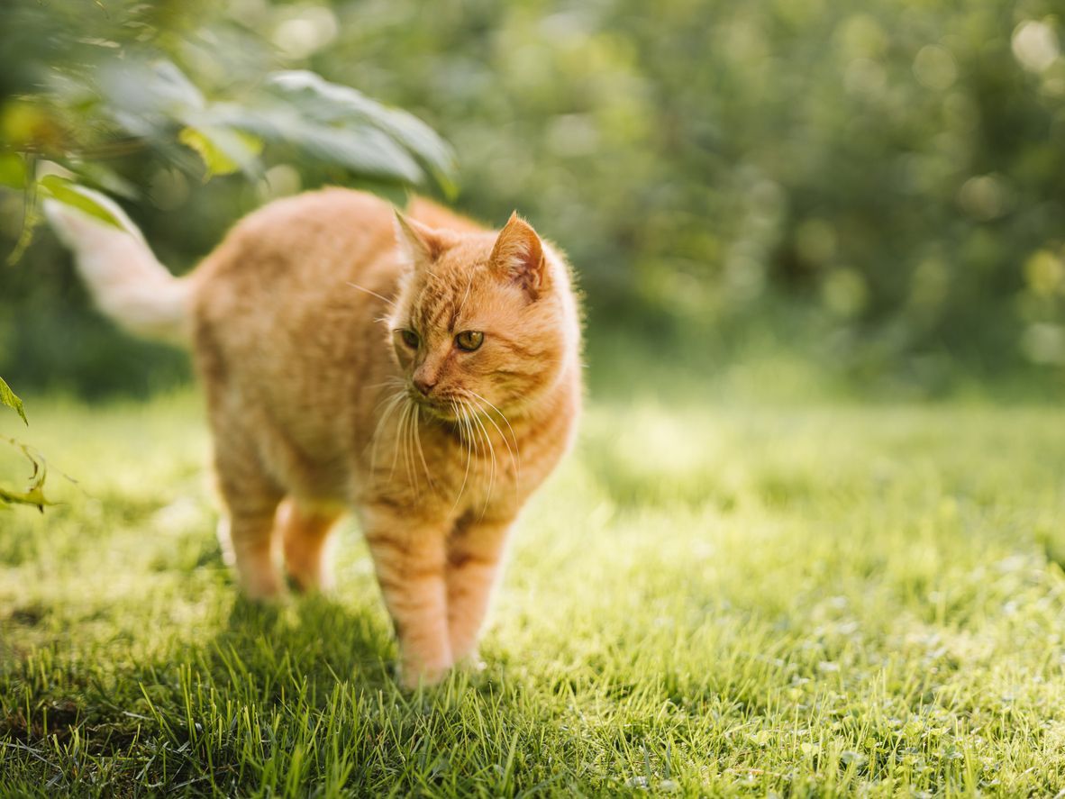 What to do if your cat is walking sideways - A picture of an orange cat standing in a field