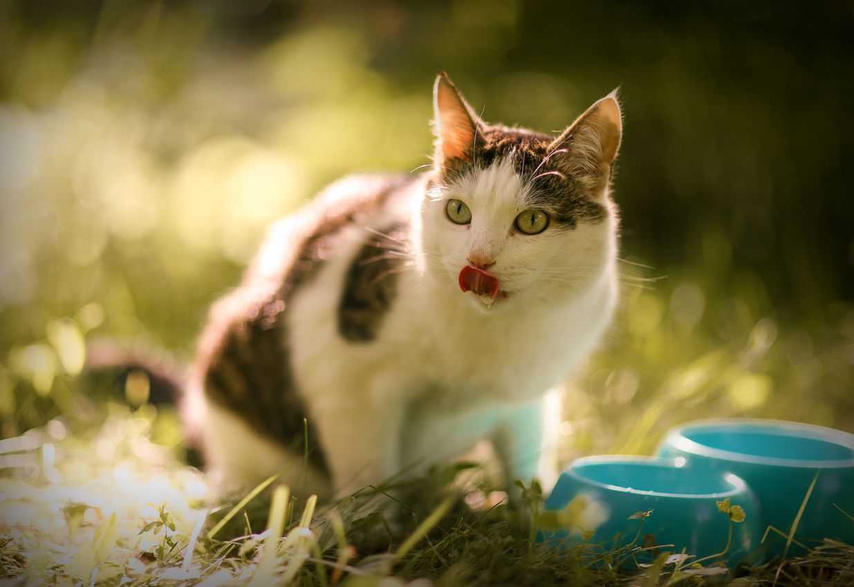 A cat licks its lips while eating outside