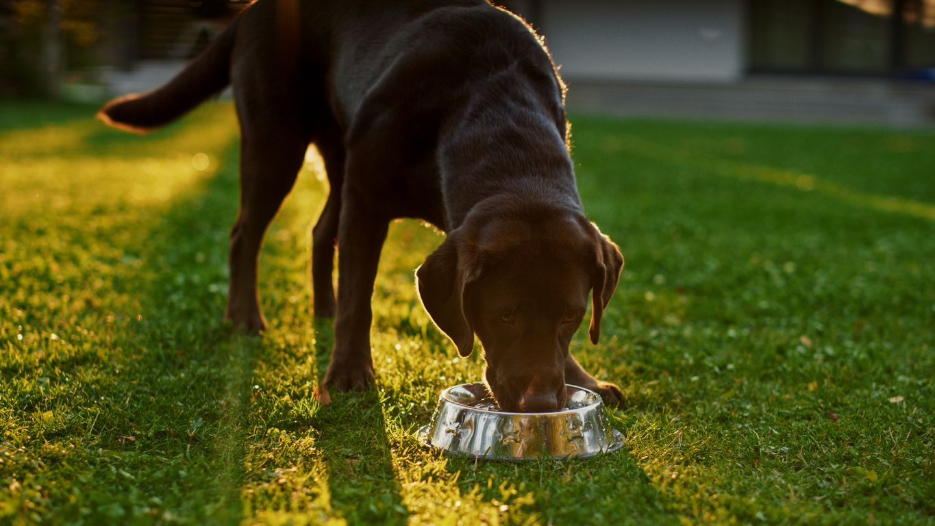 A dog eats from a bowl outside