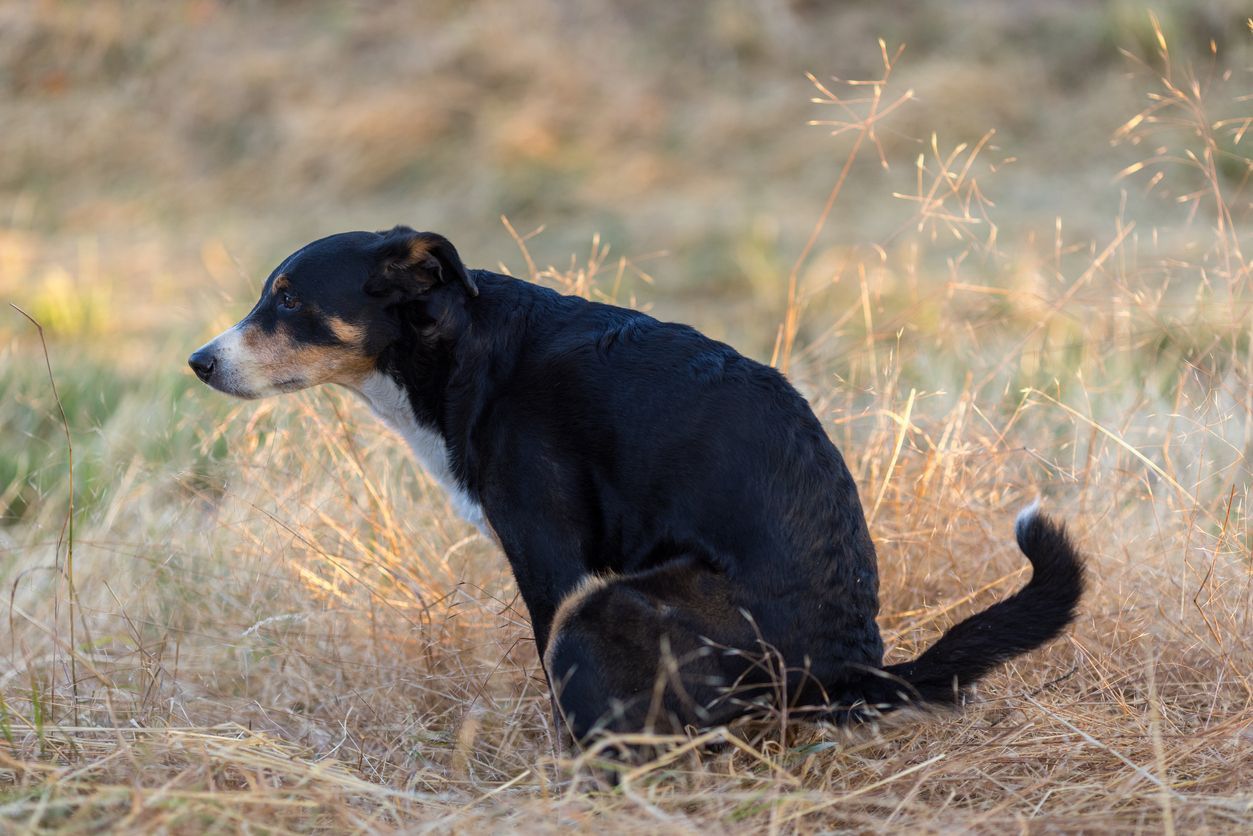 When to see a vet for dog constipation - Picture of a dog pooping on a meadow