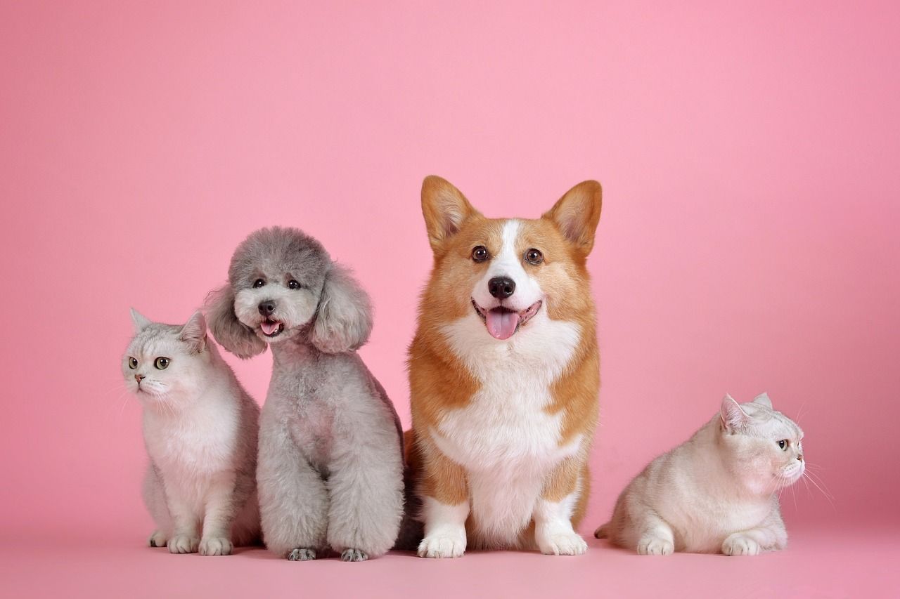 Seven Festive T(h)reats For Your Pets - Vetster