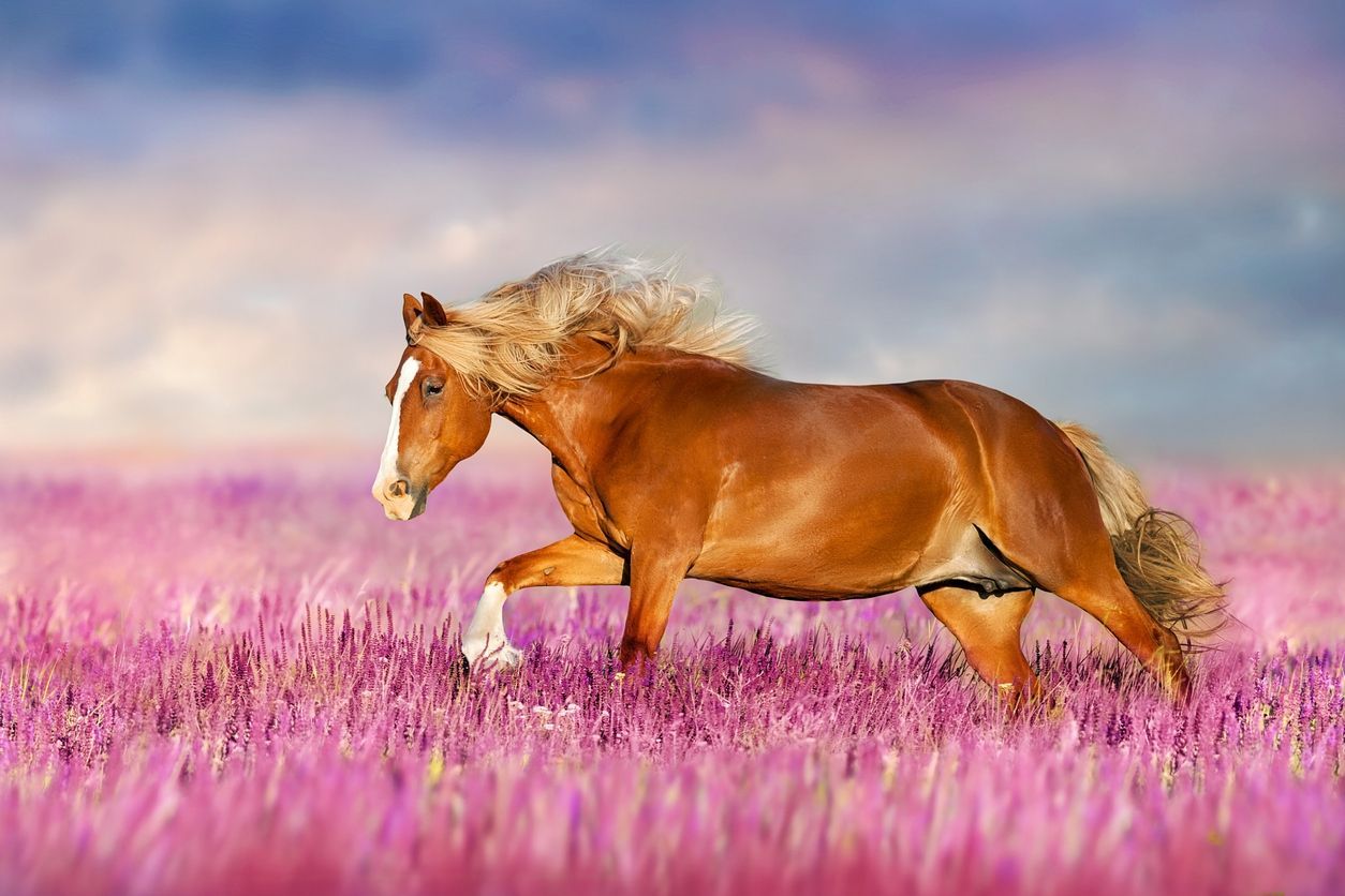 How to recognize and treat pink eye in horses - Picture of a horse galloping in flowers against sunset