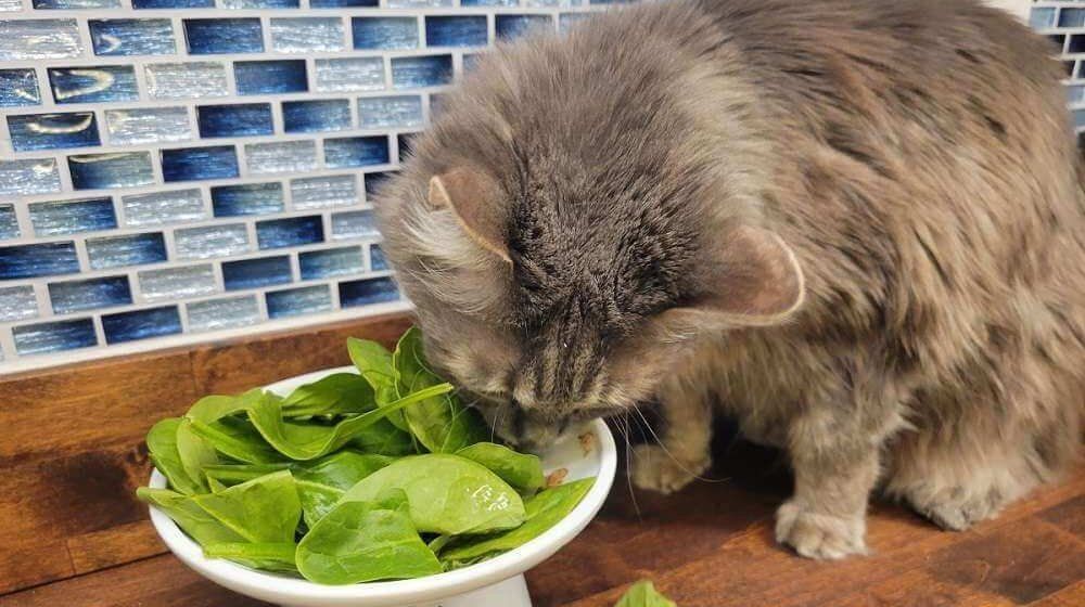 Is Plant Protein Good for Cats? - Vetster