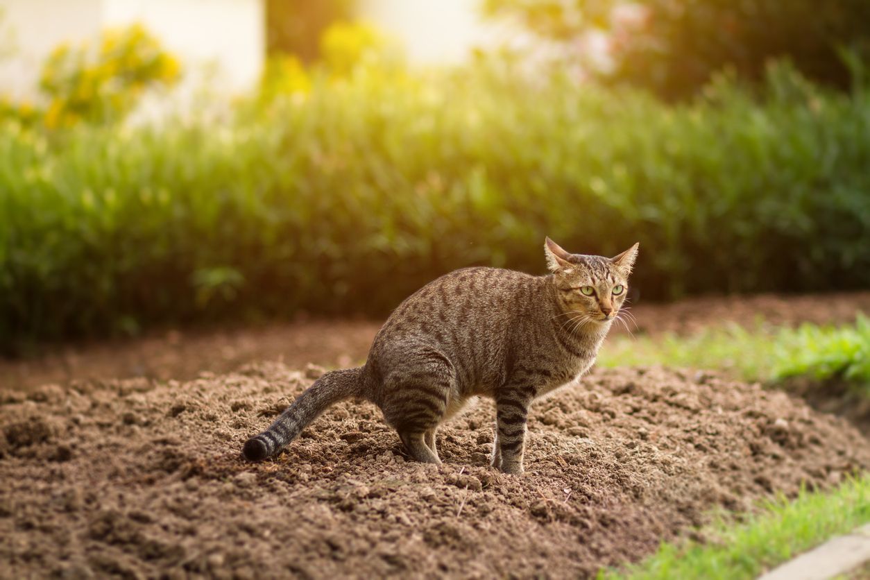 When to see a vet for cat constipation - Picture of a cat pooping outside