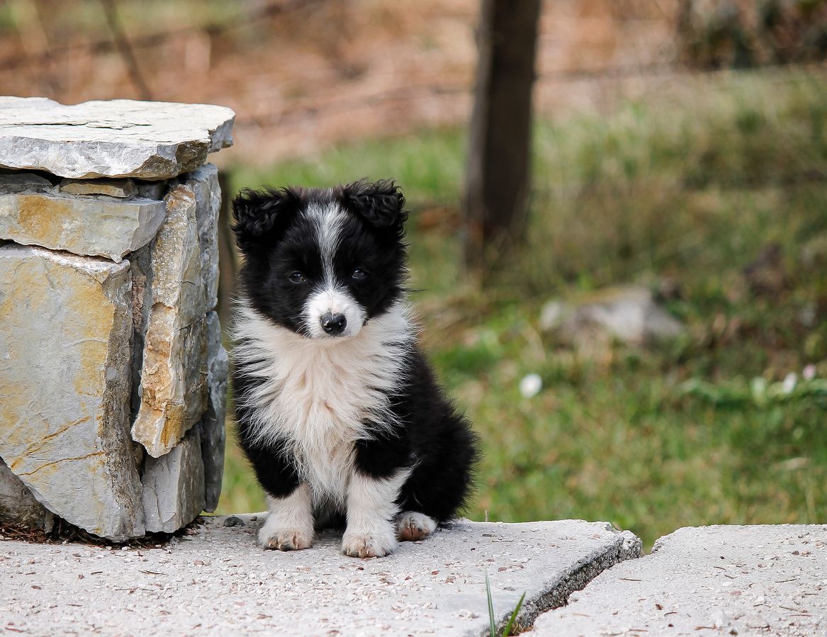 Do crystals in my puppy’s urine indicate a UTI? - A black and white puppy standing next to worked stone