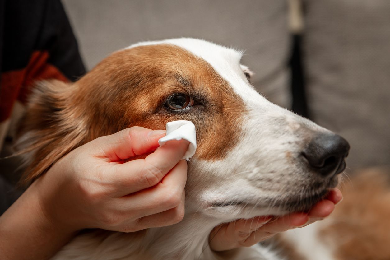 A person dabs at their dog's red eyes