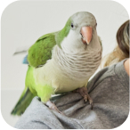 Client’s pet photo