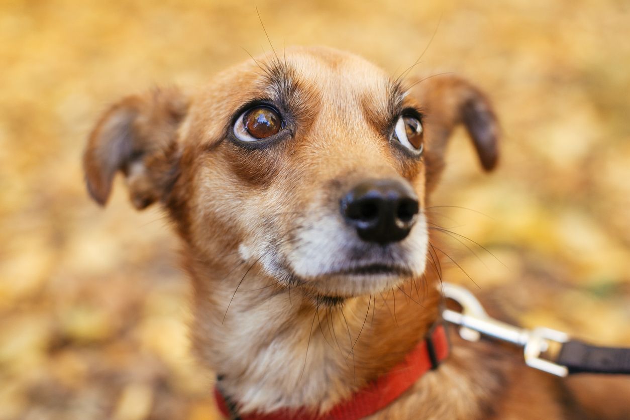 Can a dog’s vagus nerve be reset to treat anxiety? - Portrait of cute little scared dog walking next to volunteer in autumn park.