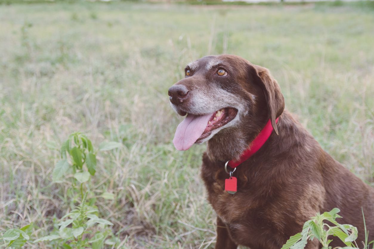 Dog owner’s guide to diabetes in senior dogs - A picture of a senior chocolate lab sitting outside