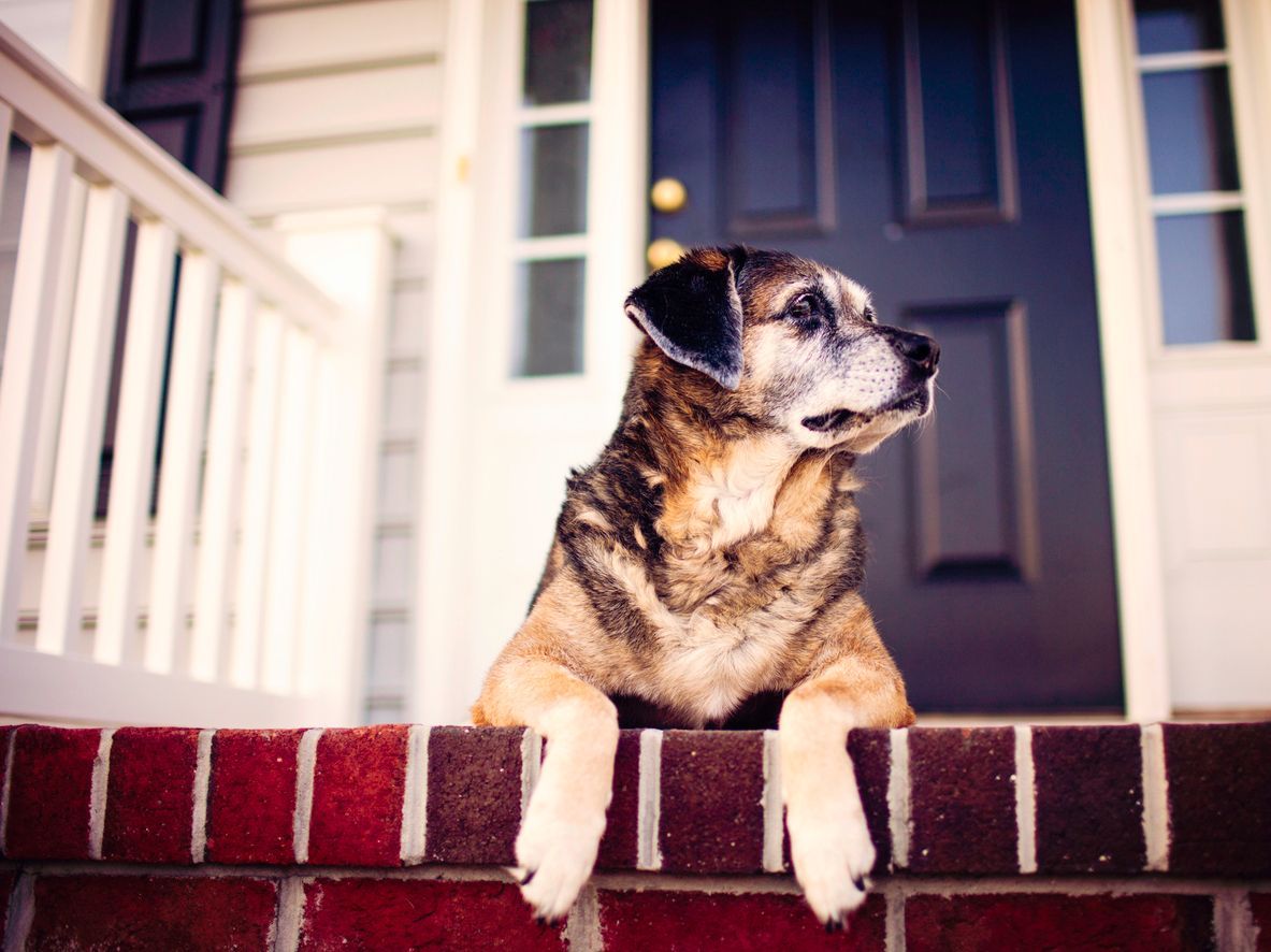 What to do if my dog is having mobility issues around the home - A picture of a senior dog waiting on a front porch