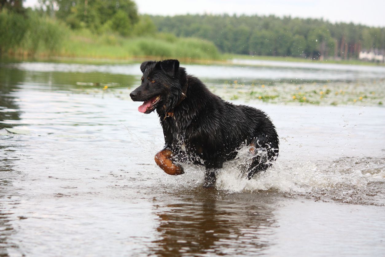 The cost of heartworm prevention vs. treatment in dogs - Vetster