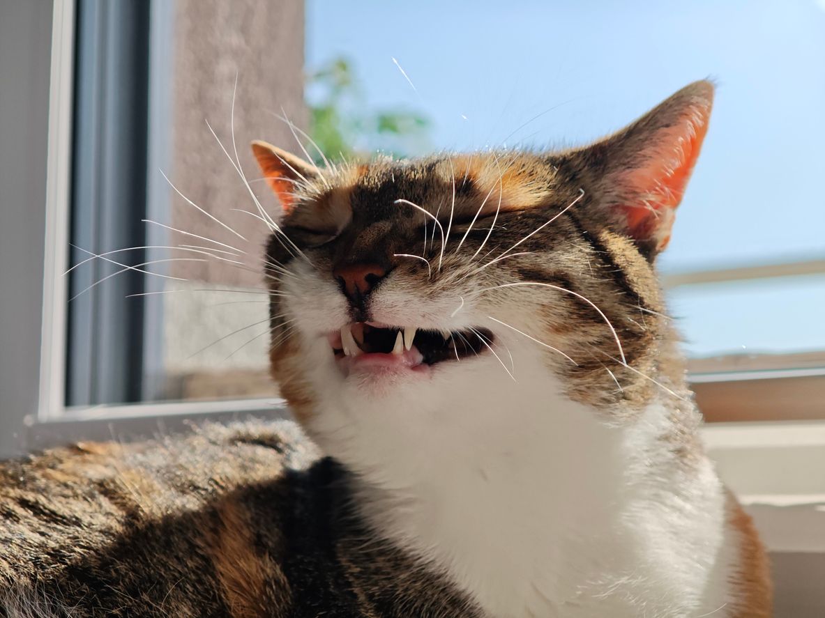 A cat sneezes by a window