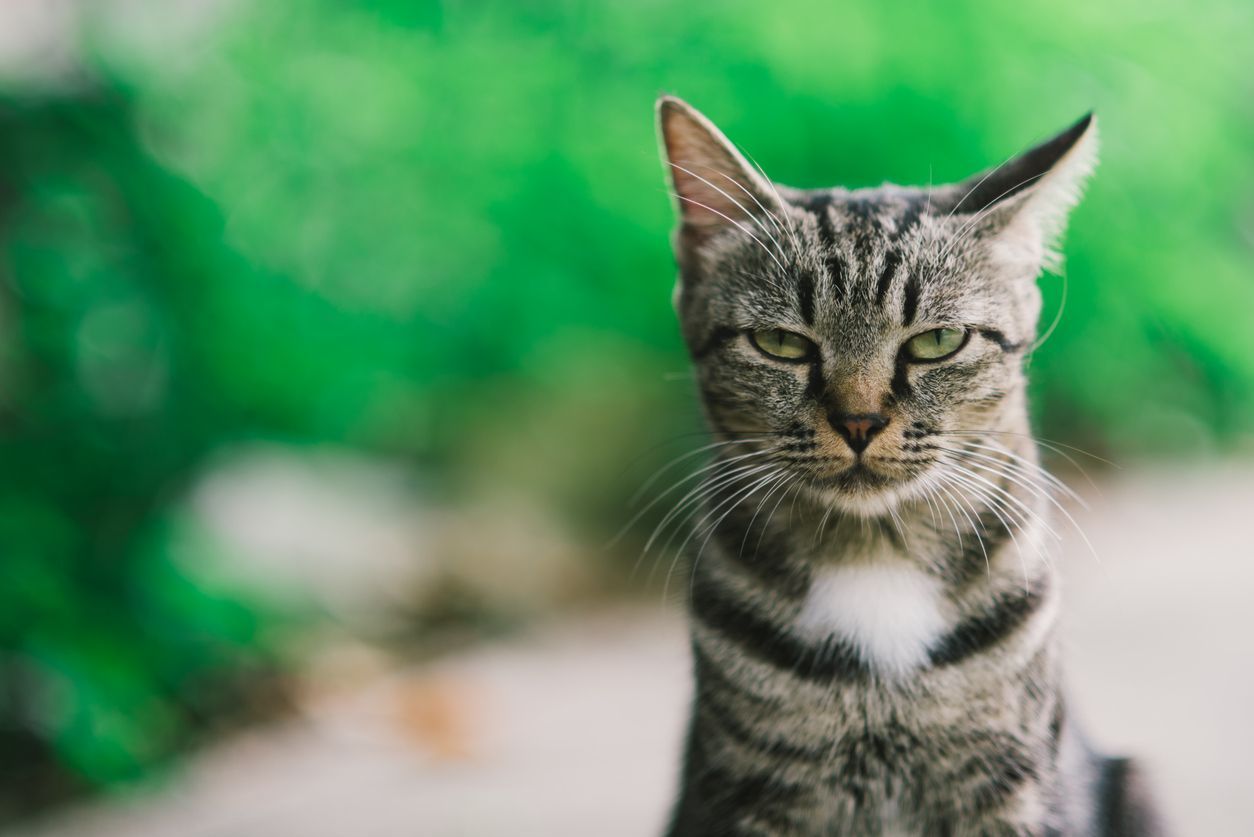 How to detect and treat stroke in cats - A picture of a grey tabby looking at the camera