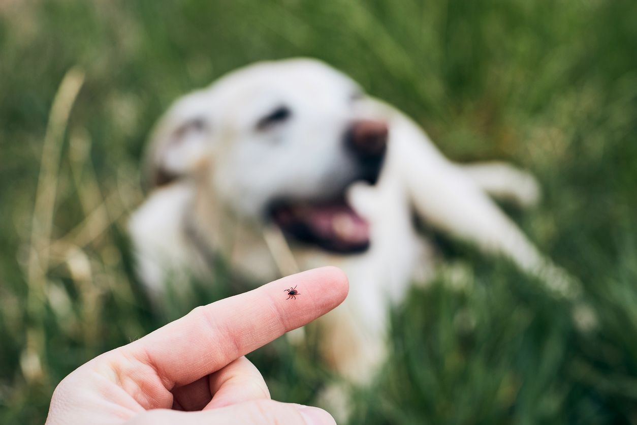 Ticks: Life cycle, species, and where you’re most at risk - Tick on someone's finger with a dog in the grass in the background