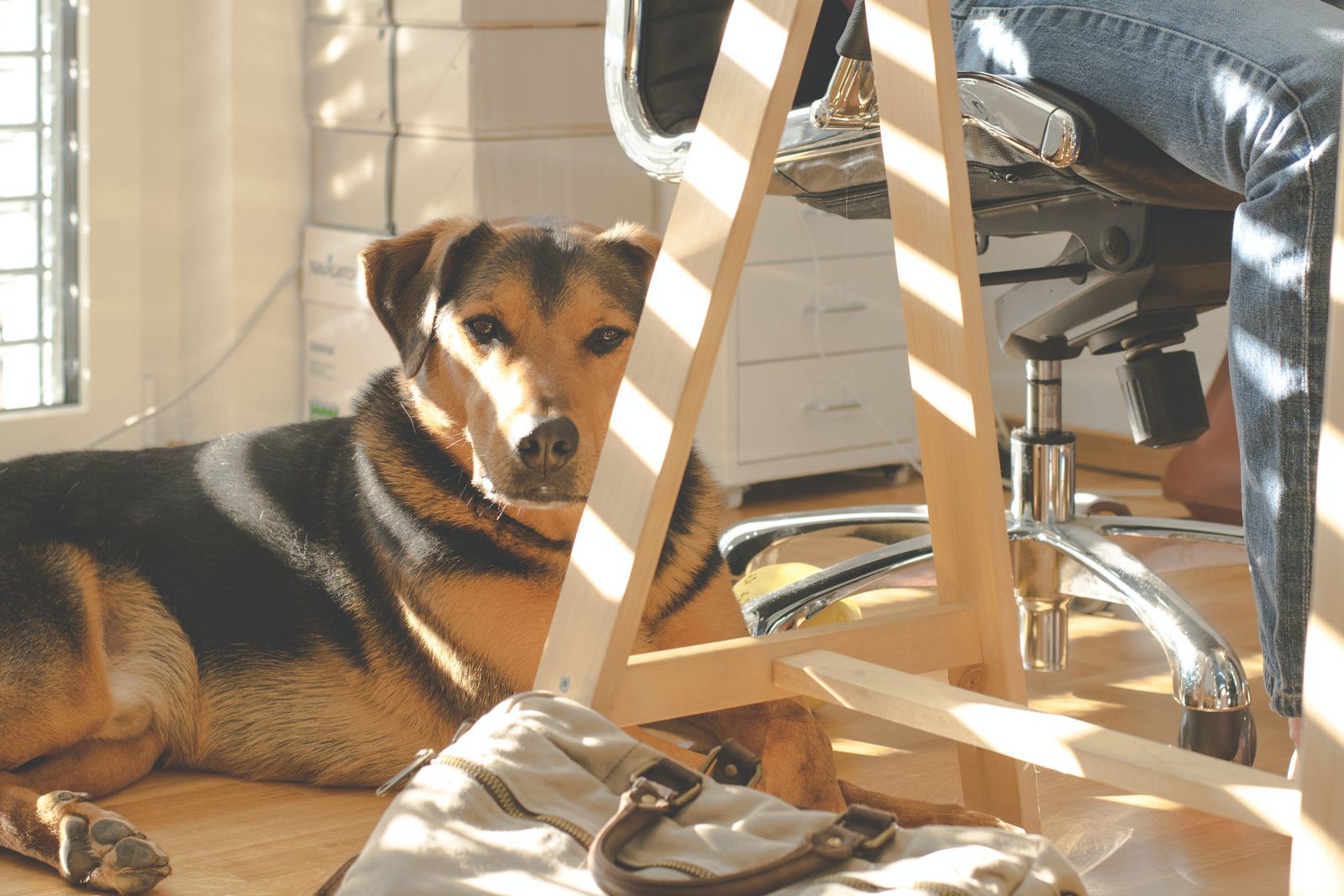 Treat Separation Anxiety by Changing Habits - Vetster