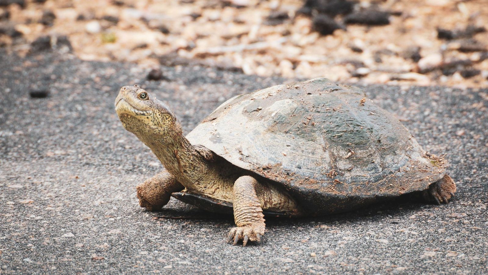 Parasites in turtles - Vetster