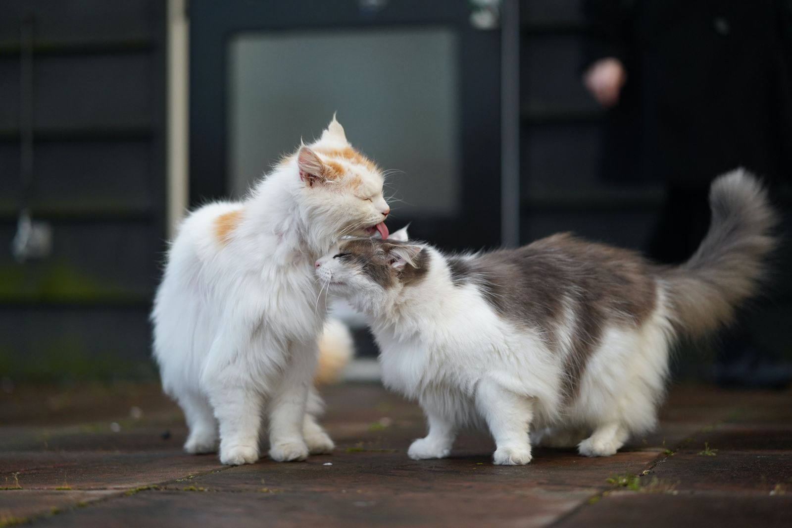 When you should worry about hairballs in cats - Two cats outside
