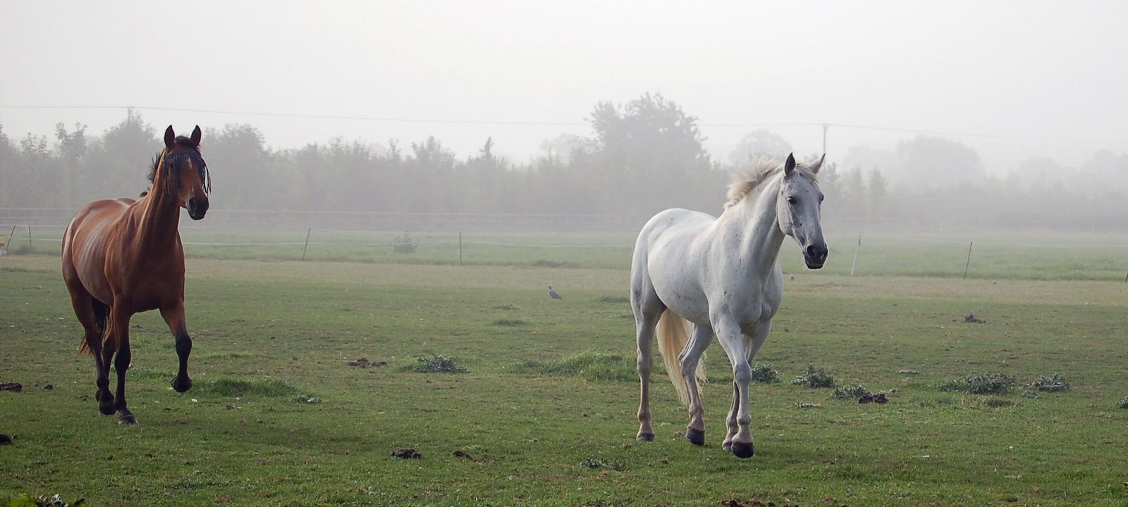 Ringworm treatment for horses - Two horses walking across a foggy field