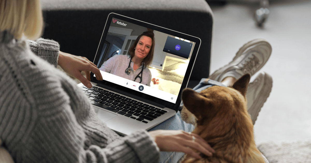Pooches Vs Pockets - With Half of UK Dog Owners Concerned About Affordability Of Their Dogs, How Can A Proactive Approach Prevent Spiralling Costs - Vetster