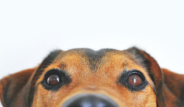 Book online vet feature photo