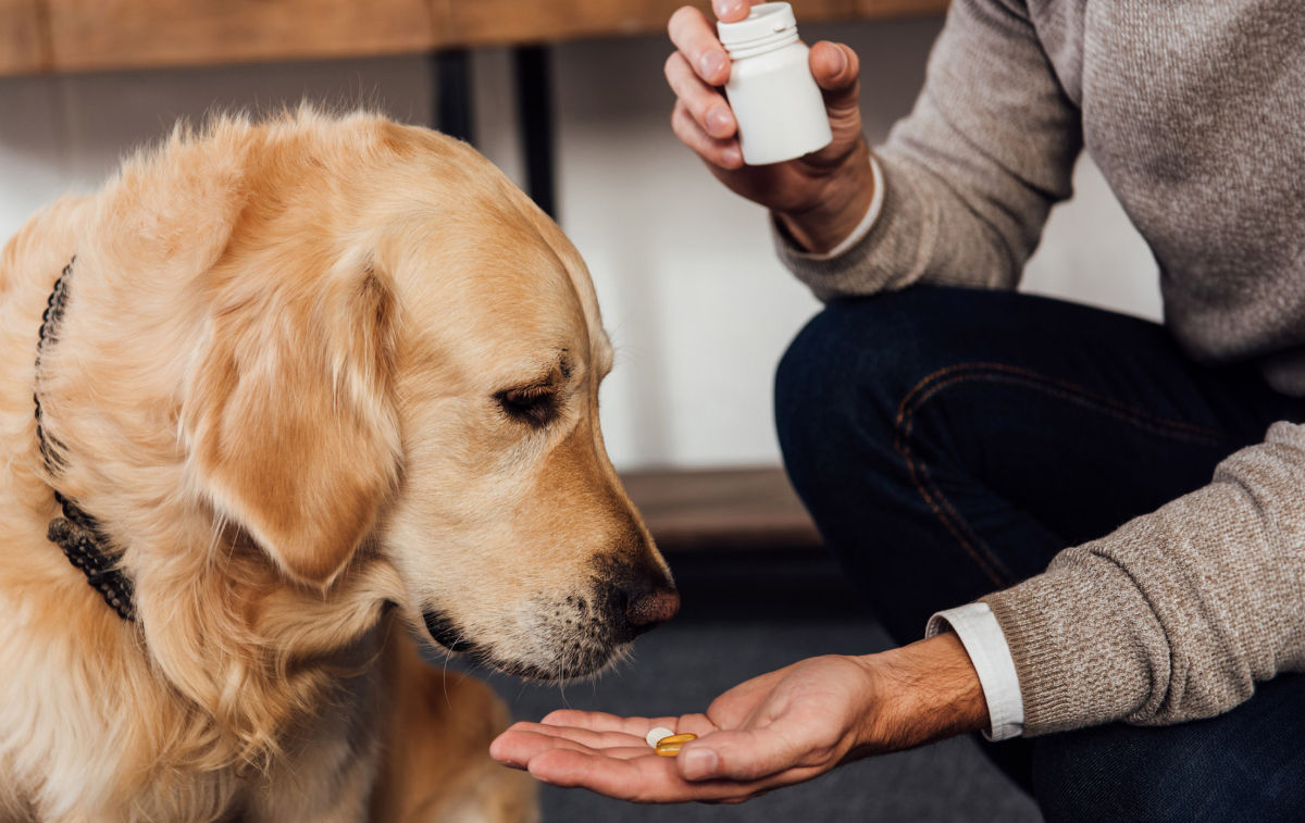 Pet prescriptions in Delaware