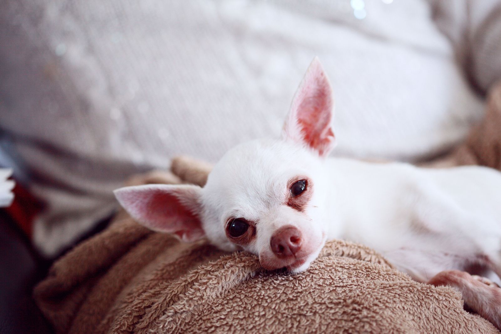 How to care for an aging pet - Vetster