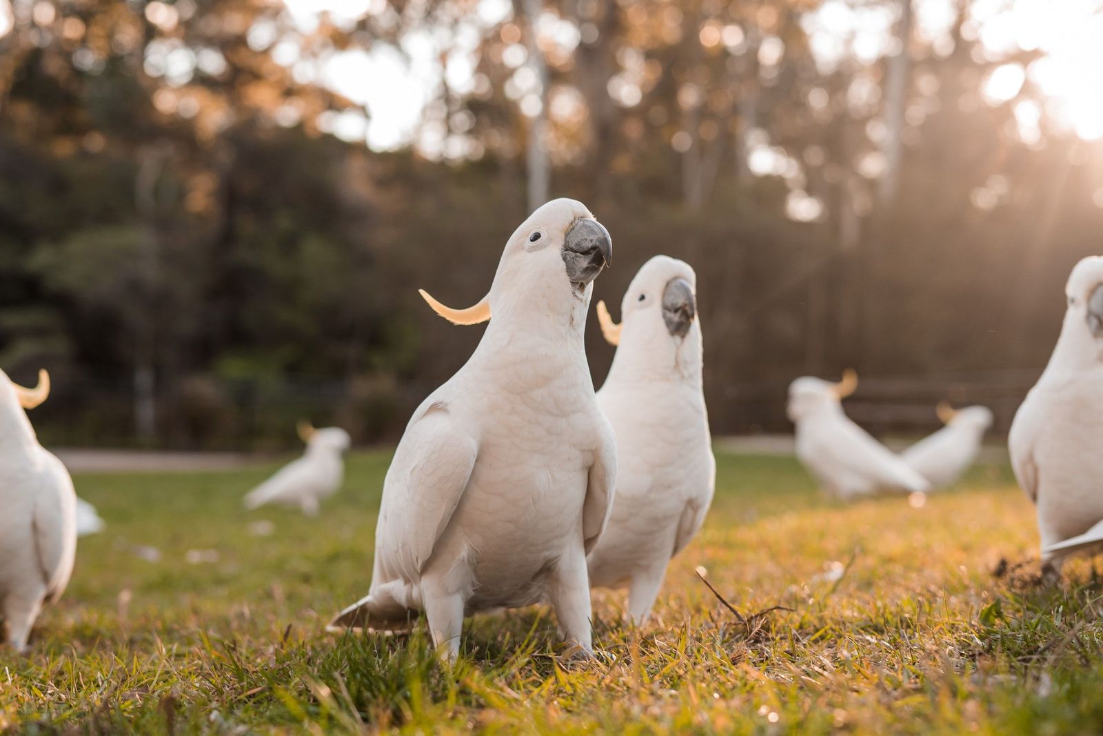 Feather plucking in birds - Vetster
