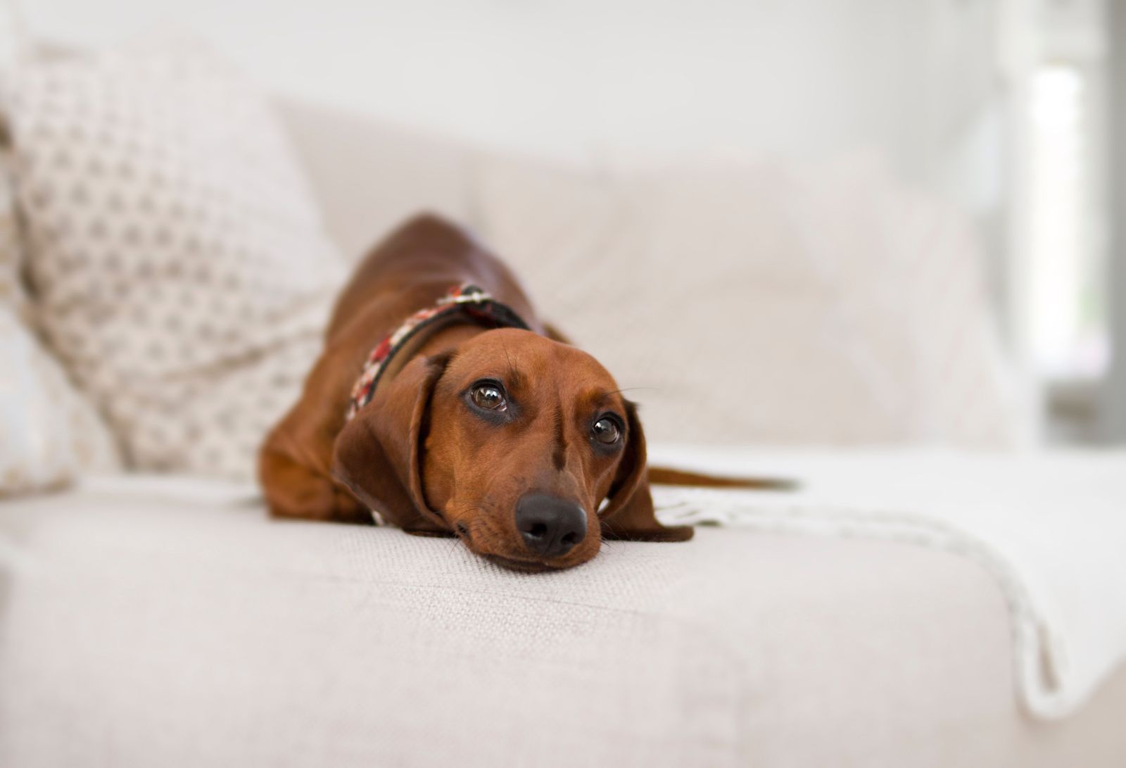 Canine Coronavirus in Dogs - Vetster