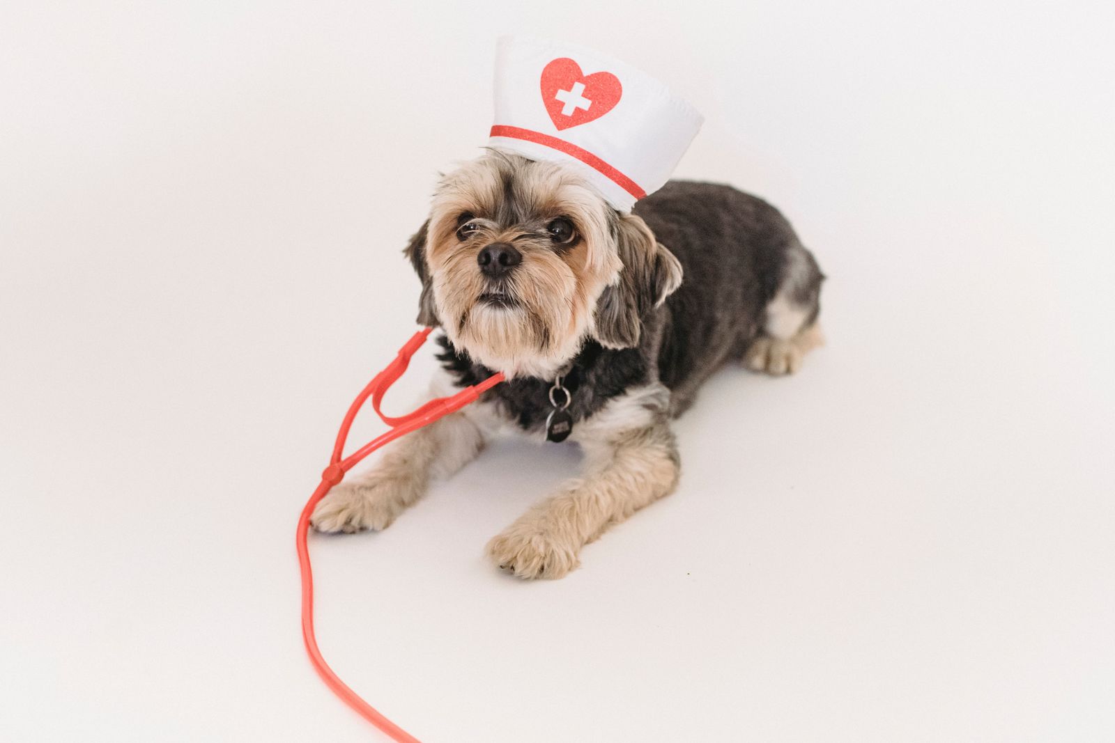 Managing Prescriptions on Vetster (United States Veterinarians) - Vetster