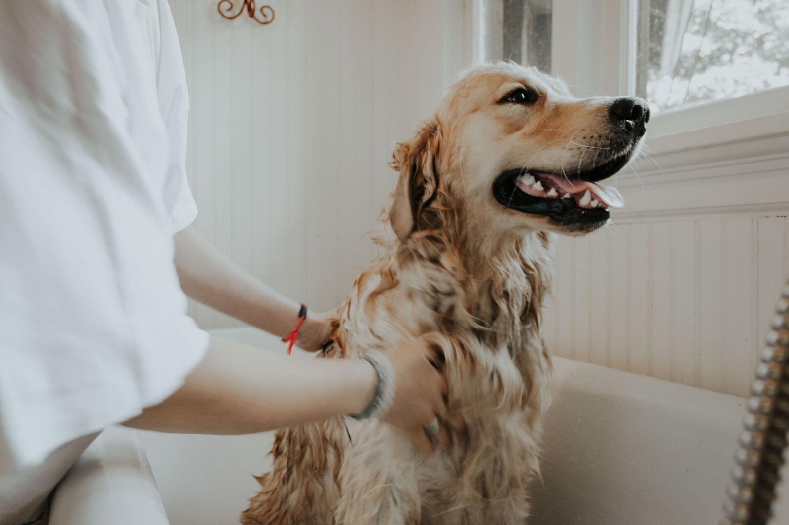 An overview of veterinary telemedicine, telehealth, and teletriage - Vetster