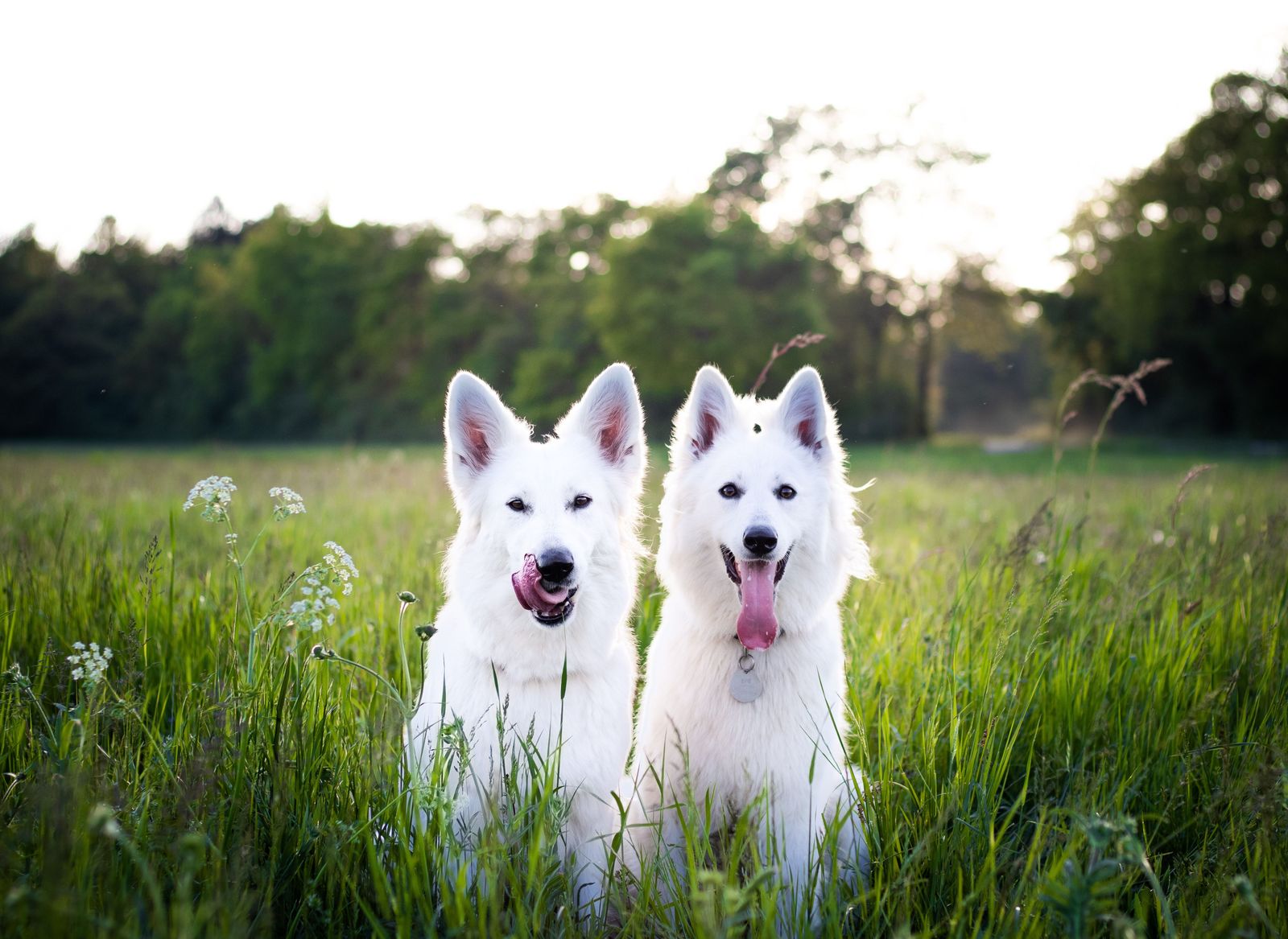 Brain inflammation in dogs: Everything you need to know about canine encephalitis - Vetster