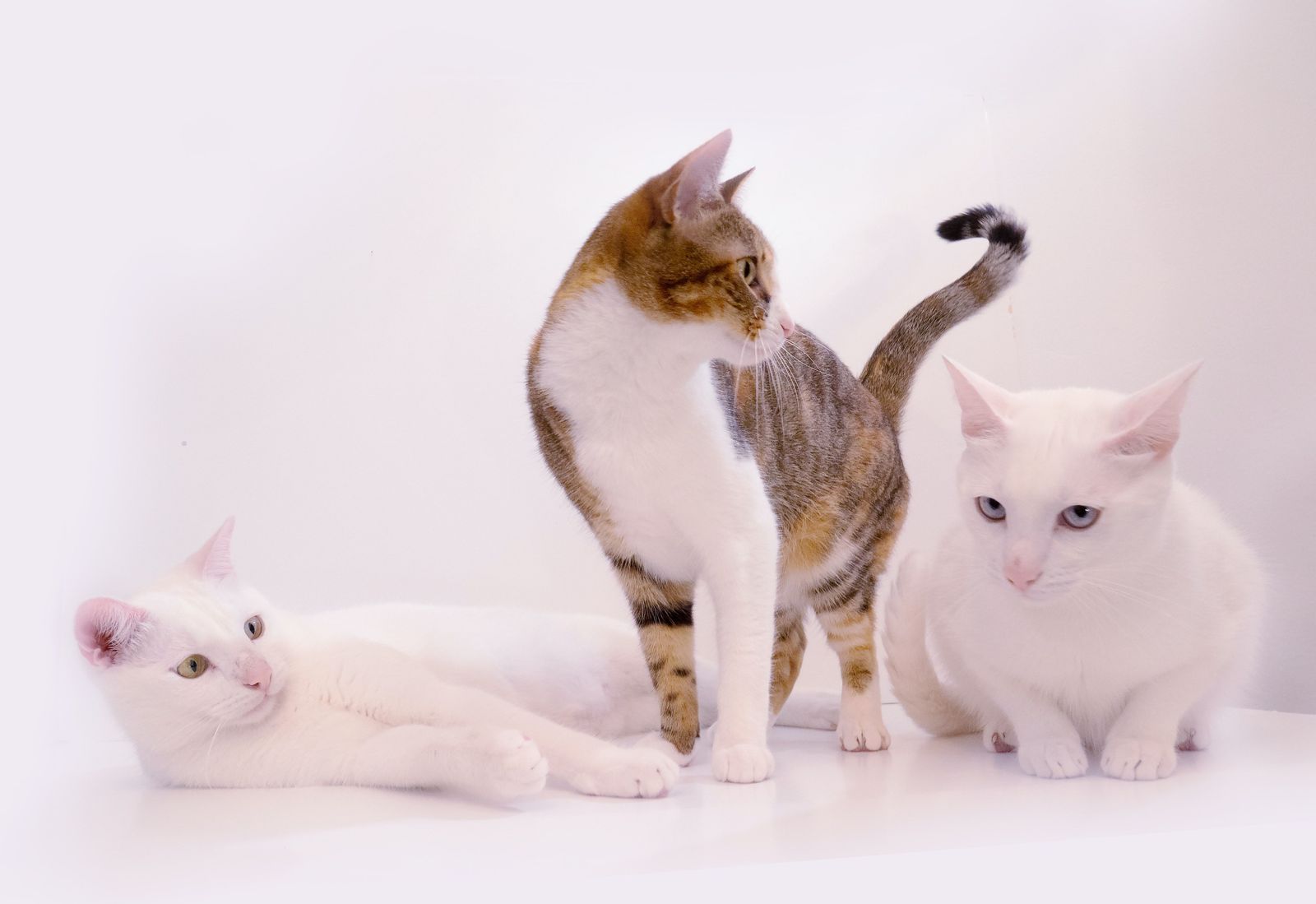 The role communication plays in veterinary telehealth - Vetster