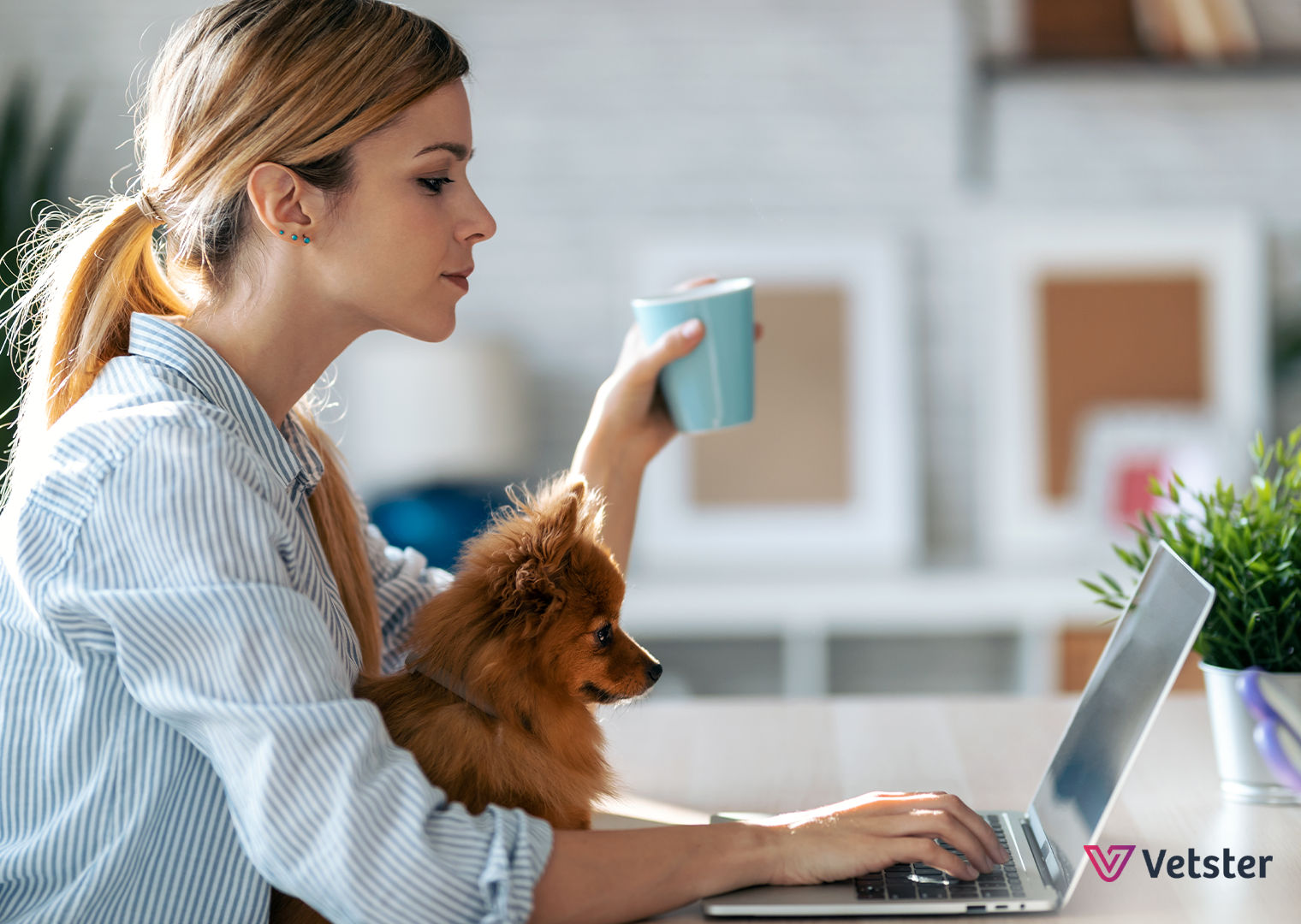 Lumino Health announces Vetster as first pet health partner - Vetster