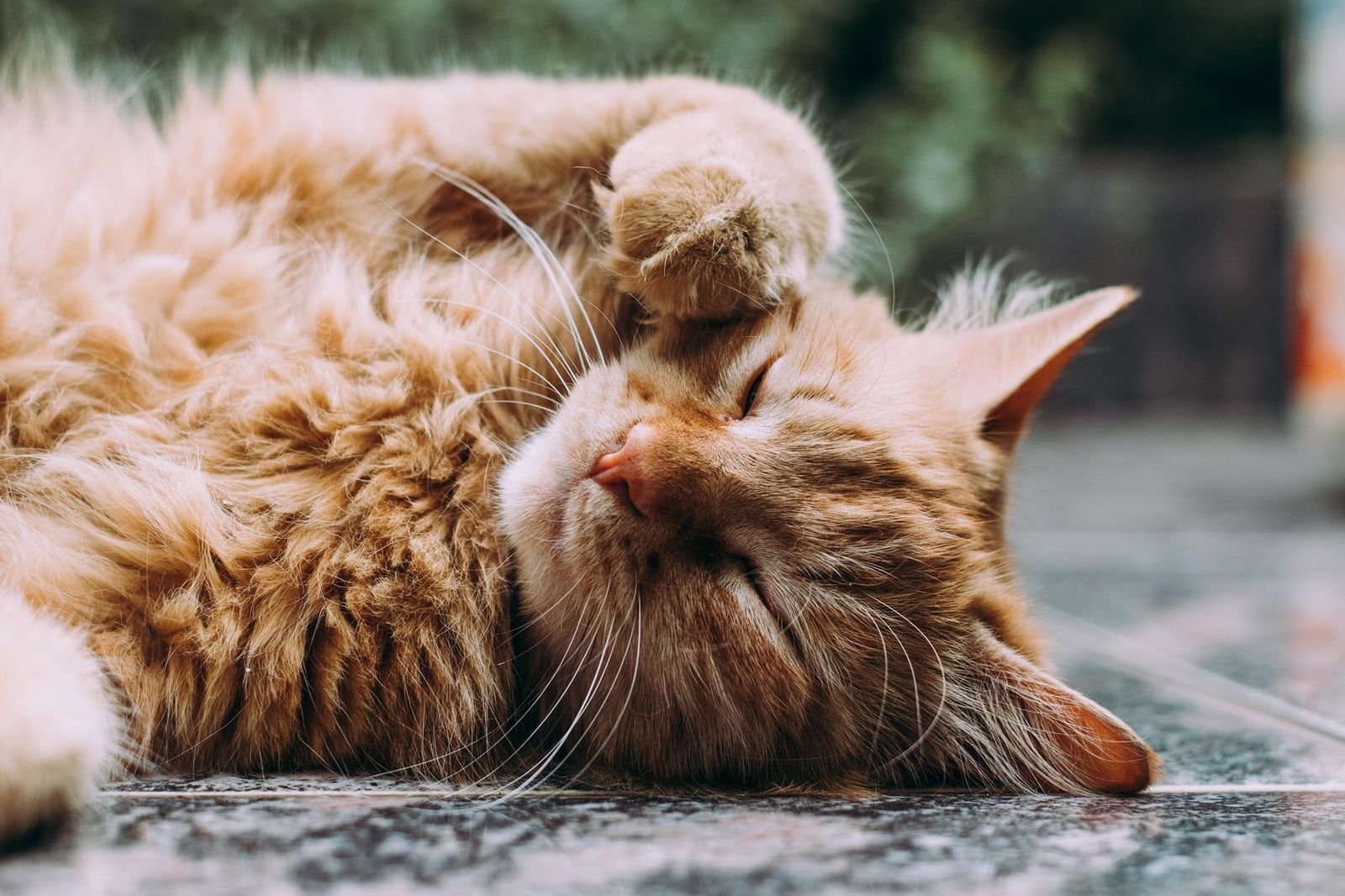Preventative wellness tips from Vetster - Vetster