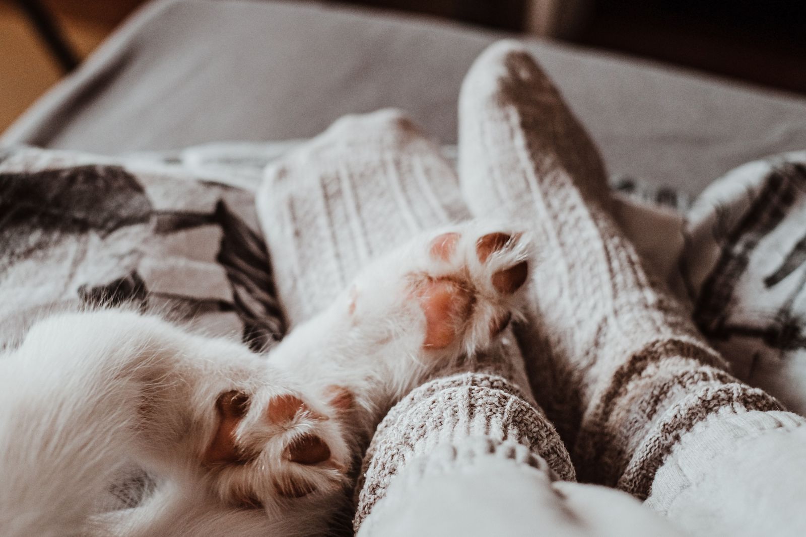 Vetster is a quick, virtual way to keep your dog healthy without leaving your home - Vetster