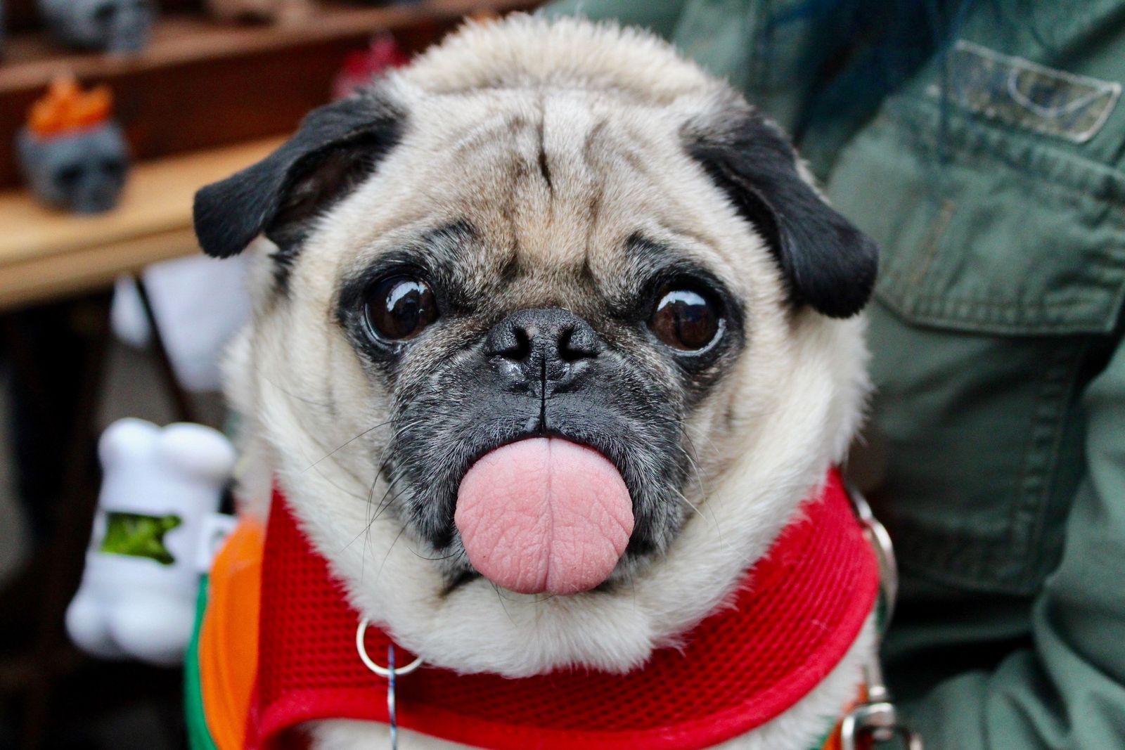 Cutest pet names on vetster  - Vetster