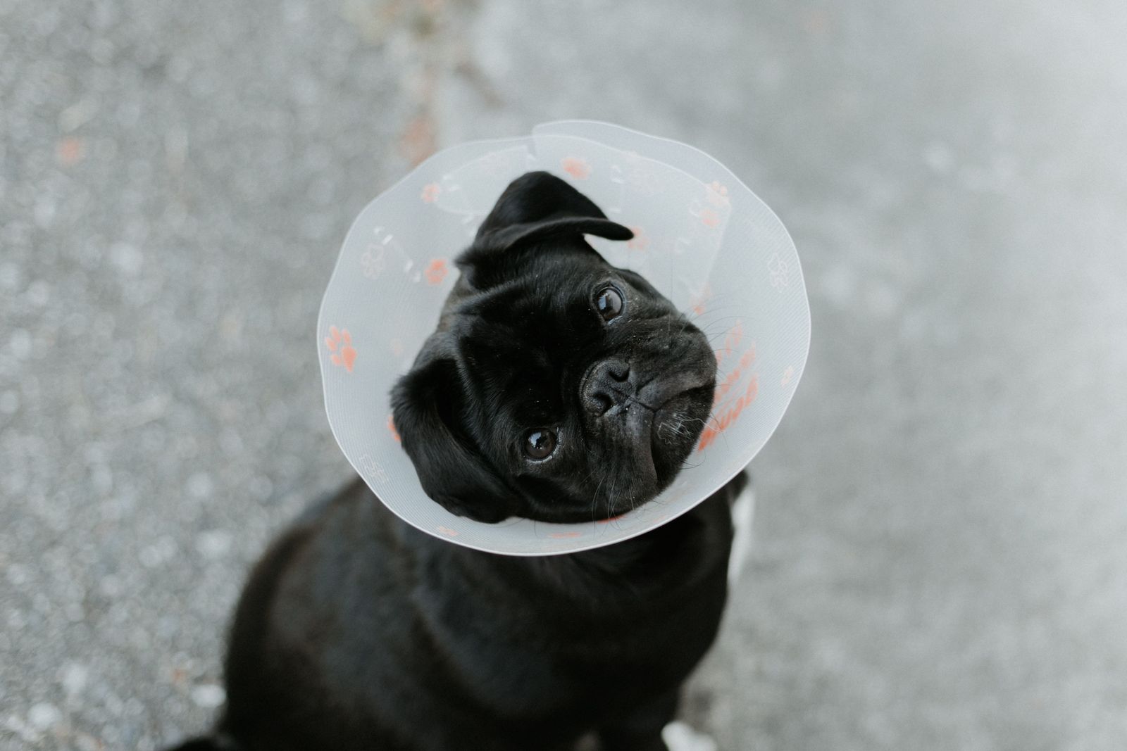 Can I still take my pet to the vet during the pandemic? - Vetster