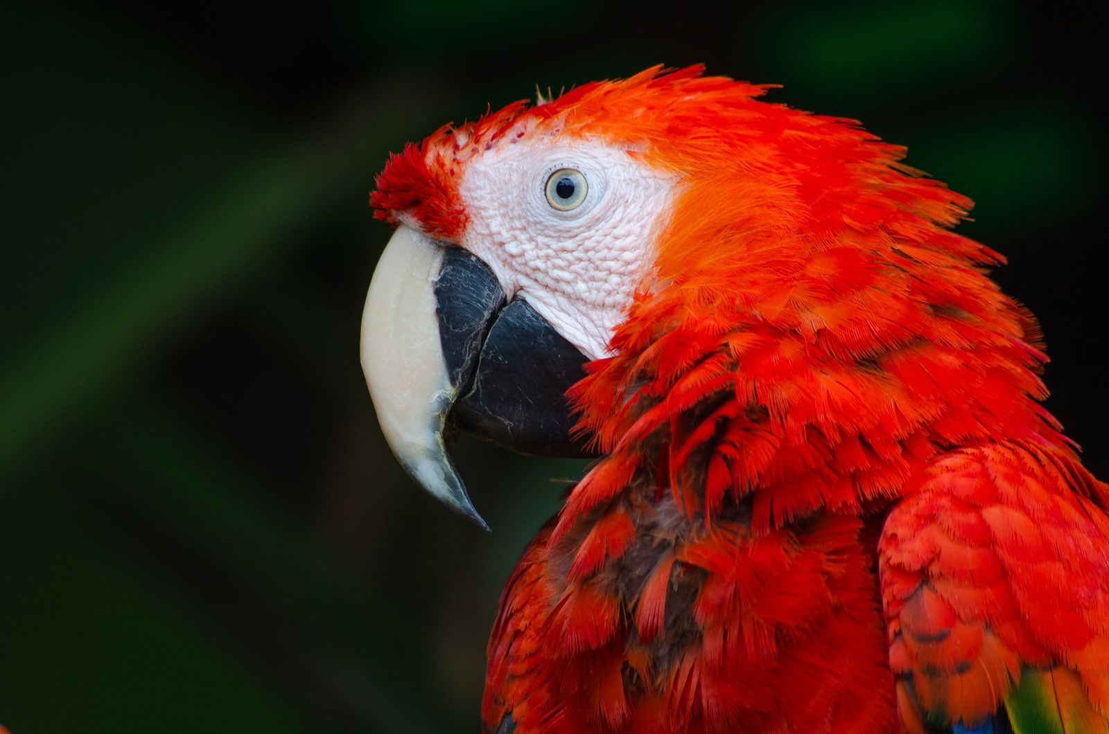 Avian influenze (bird flu) - Vetster