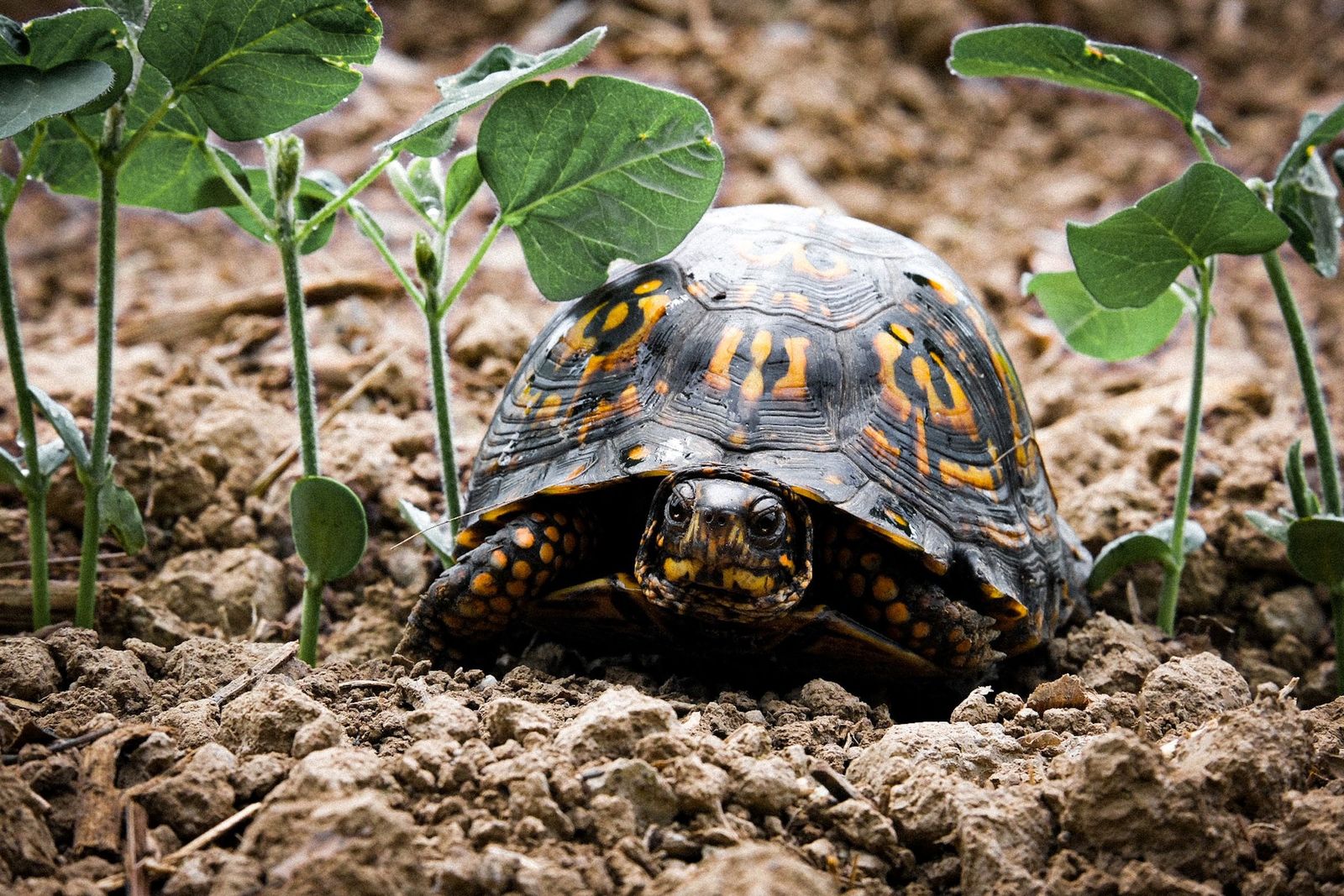 Ulcerative shell disease in turtles - Vetster