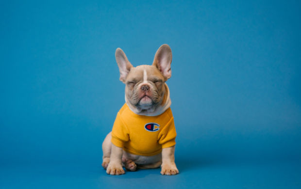 Heatwave Strikes Again: How Pet Parents Can Keep Their Pets Safe - Vetster