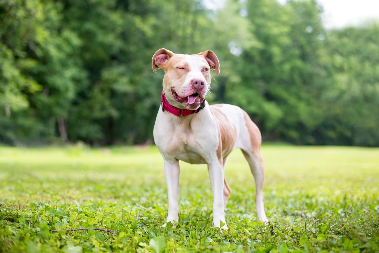 How to detect and treat strokes in dogs - A Pit Bull Terrier mixed breed dog with a funny expression on its face