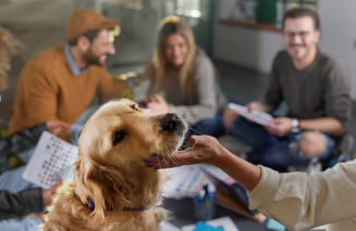 Woman petting a dog in a meeting