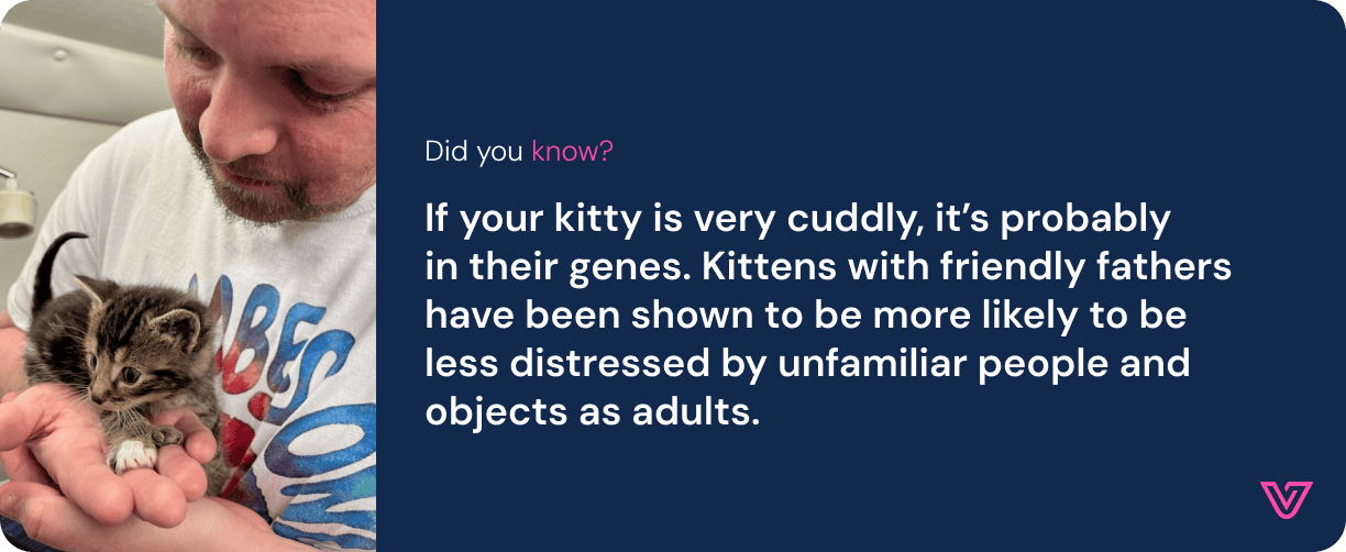 Life-stages-guide_Kitten_Asset 6.png