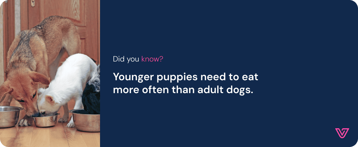 Life-stages-guide_Puppy_Asset 11.png